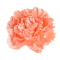 Large Scrunched Foam Wall Flowers, 19-Inch, Coral Peach